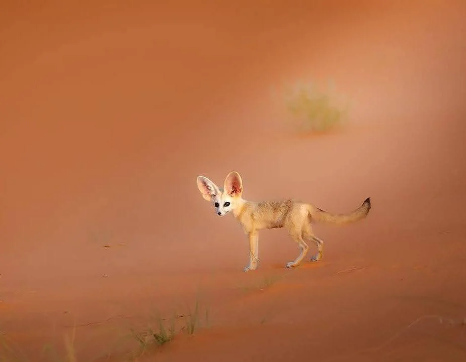 Multi-Day Desert Expeditions