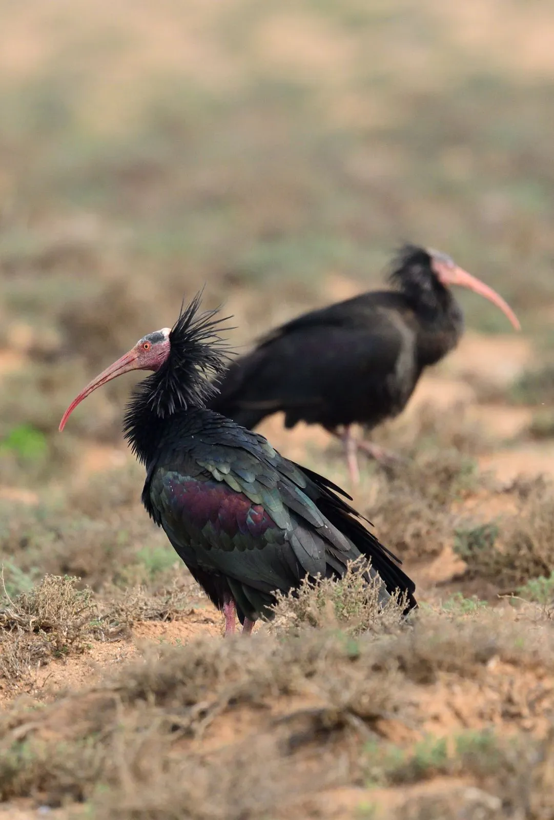 Northern Bald Ibis