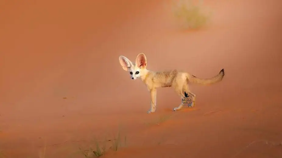 Fennec Fox